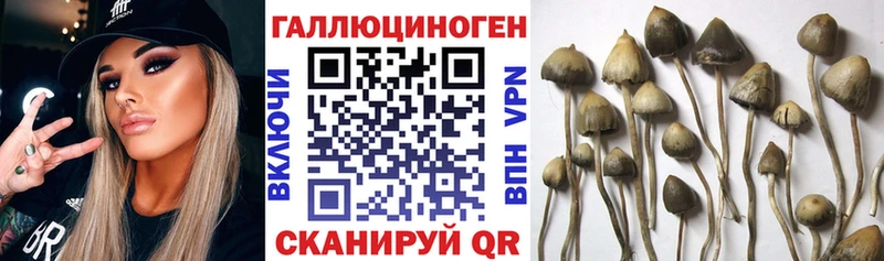 Купить  Гаджиево  Псилоцибиновые грибы Cubensis 